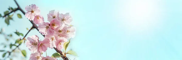 Baharda mavi gökyüzü bayrağına karşı güzel kiraz çiçeği sakura Stok Fotoğraf