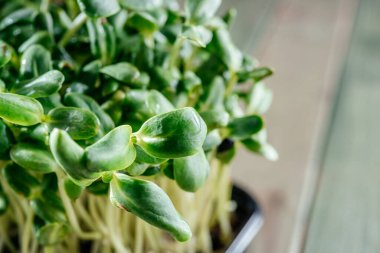 Evde büyüyen mikro yeşiller, mutfak masasında taze yeşil ayçiçeği mikro yeşillikleri.