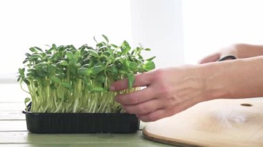 Ev yapımı ayçiçeği mikro yeşil lahanalar, mikro yeşillikler hasat