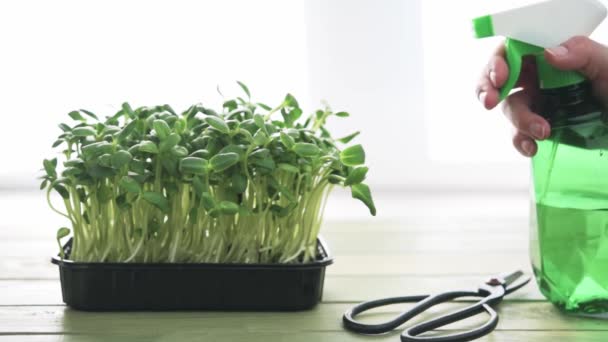 Водопоїдання соняшникових мікрозелених пагонів, вирощених у пластиковій тарі на підвіконні з розпилювачем туману рослин — стокове відео
