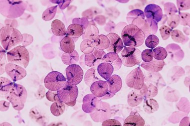 yonca yapraklı, soyut, mor bir sırtı var.