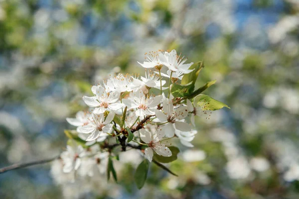 Cerejeira com flores brancas no início da primavera — Fotografia de Stock