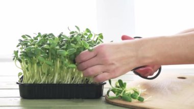 Ev yapımı ayçiçeği mikro yeşil lahanalar, mikro yeşillikler hasat