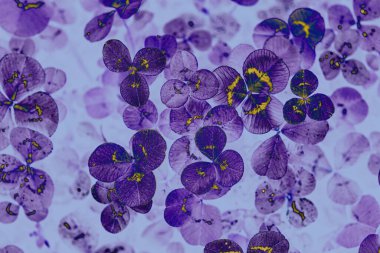 yonca yapraklı, soyut, mor bir sırtı var.