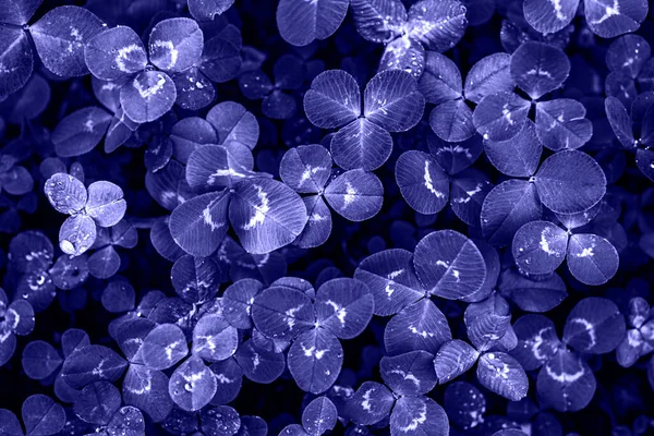 연중 매우 화려 한 색깔의 명주실 잎 — 스톡 사진