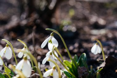 Bahçedeki ilk bahar kardelen çiçekleri