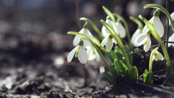Pierwsze wiosenne kwiaty w ogrodzie — Wideo stockowe