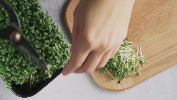 Mutfak masasının üzerinde mikro yeşil lahanalar hasat ediliyor. — Stok video