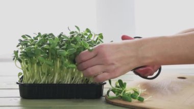 Ev yapımı ayçiçeği mikro yeşil lahanalar, mikro yeşillikler hasat