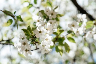 Baharın başında beyaz çiçekli kiraz ağacı