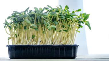 Evde büyüyen mikro yeşiller, mutfak masasında taze yeşil ayçiçeği mikro yeşillikleri.