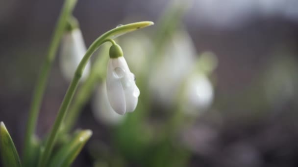 The first spring snowdrop flowers with water drops in the garden close-up — Stock Video