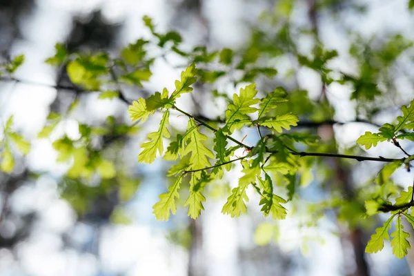 İlk ilkbaharda meşe ağacının yaprakları açılır. — Stok fotoğraf
