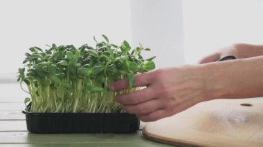 Ev yapımı ayçiçeği mikro yeşil lahanalar, mikro yeşillikler hasat