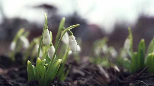 Pierwsze wiosenne kwiaty w ogrodzie z bliska — Wideo stockowe