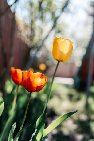 Beau fond printanier avec des tulipes jaunes et rouges contre les cerisiers en fleurs blanches — Photo