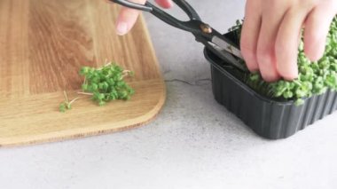 Ev yapımı ayçiçeği mikro yeşil lahanalar, mikro yeşillikler hasat