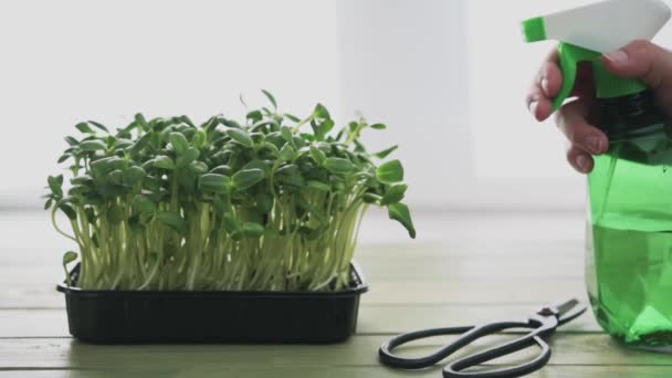 Ev yapımı roka mikro yeşillikler bitki buğulama spreyleri, evde büyüyen mikro yeşiller. — Stok video