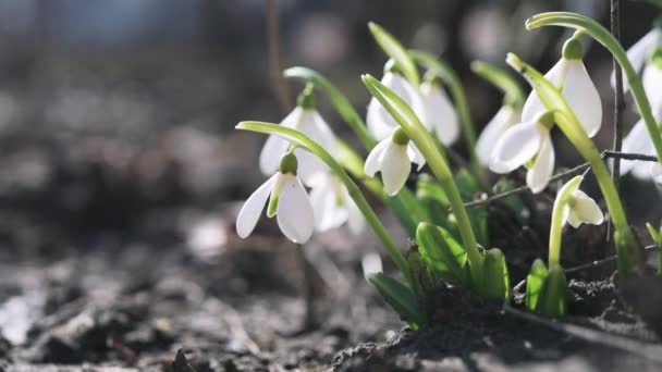 De eerste lente sneeuwdruppel bloemen in de tuin close-up — Stockvideo