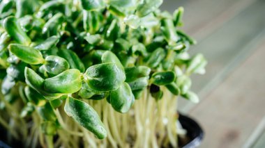 Modaya uygun mikro yeşiller beyaz arka planda yakın plan filizlenir