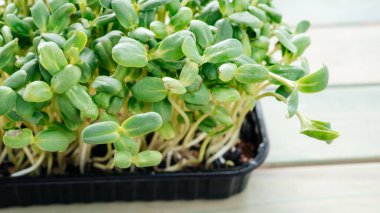 Evde mikro yeşil filizler yetişiyor.