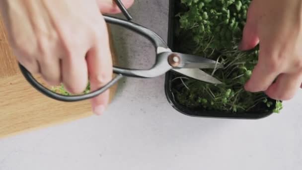 Microgroene spruitjes knippen met een schaar close-up op de keukentafel — Stockvideo