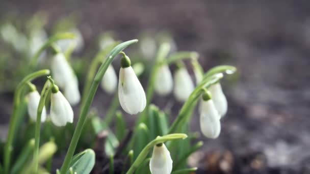 Az első tavaszi hóvirág vízcseppekkel a kertben közelkép — Stock videók