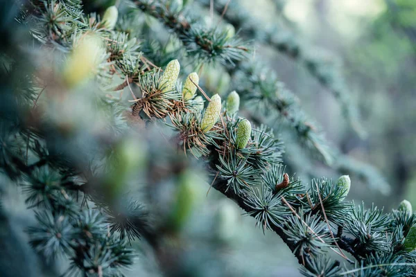 Um ramo de árvore de cedro azul com pequenos cones de pinheiro — Fotografia de Stock