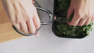 Mutfak masasına yakın plan makas ile mikro yeşil lahanalar kesiyorum.