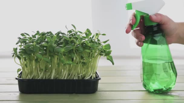 Podlewanie domu uprawiane rukola microgreens kiełki roślin opryskiwacz mgły, rośnie mikro zielony w domu — Wideo stockowe
