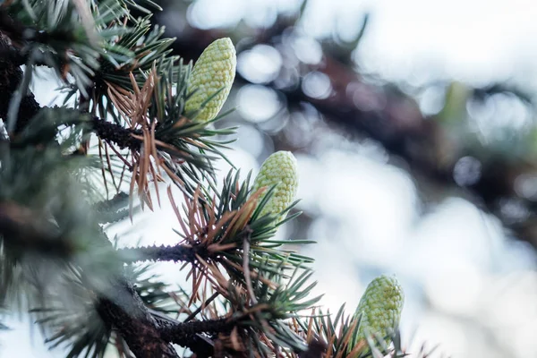 Um ramo de árvore de cedro azul com pequenos cones de pinheiro — Fotografia de Stock