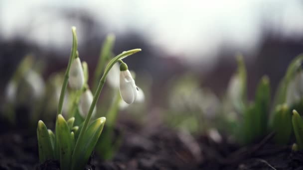 Pierwsze wiosenne kwiaty w ogrodzie z bliska — Wideo stockowe