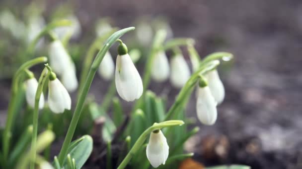 De eerste lente sneeuwdruppel bloemen met waterdruppels in de tuin close-up — Stockvideo