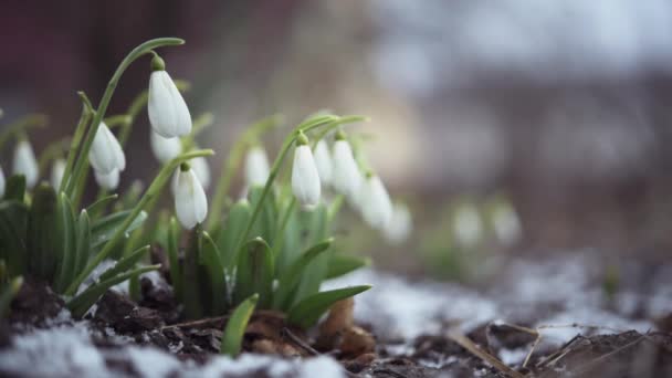 Pierwsze wiosenne kwiaty z opadającym śniegiem w ogrodzie z bliska — Wideo stockowe