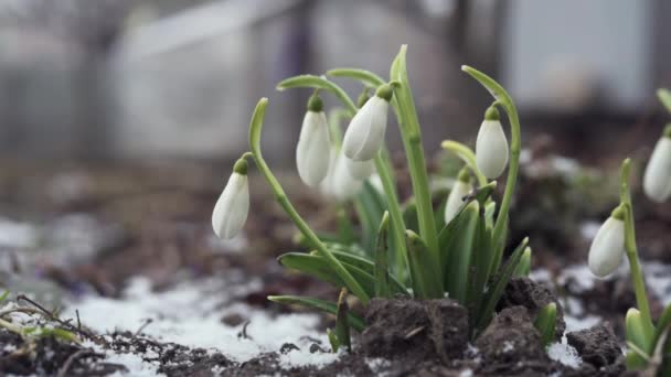 Die ersten Frühlings-Schneeglöckchen-Blumen mit Schneeflocken, die auf sie im Garten aus nächster Nähe fallen — Stockvideo