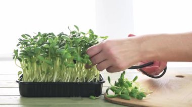 Mutfak masasına yakın plan makas ile mikro yeşil lahanalar kesiyorum.