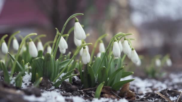 I primi fiori di bucaneve primaverili con neve che cade in giardino primo piano — Video Stock