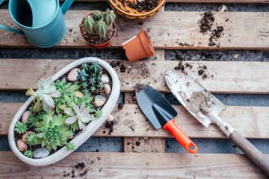 Ev bahçesinde sulu ve kaktüsler naklediliyor