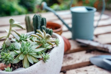 Evdeki sulu ve kaktüslerin, aletlerin, tencerelerin ve sulama tenekelerinin yenilenmesi