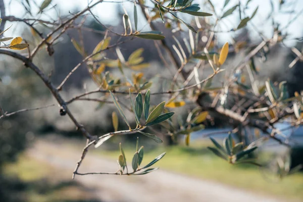 Olijfboomtakken met groene bladeren, mediterraan landbouwconcept beeld — Stockfoto