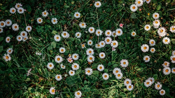 여름 배경에 푸른 풀 위에 하얀 카모 마일 꽃이나 데이지 꽃이 피고 있다 — 스톡 사진