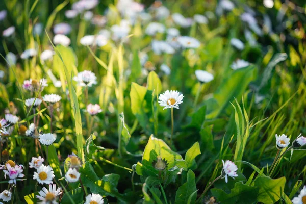White chamomile or daisy flowers on green grass summer background