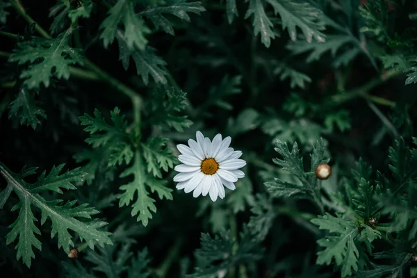 白色菊花，绿叶，夏季自然背景 — 图库照片