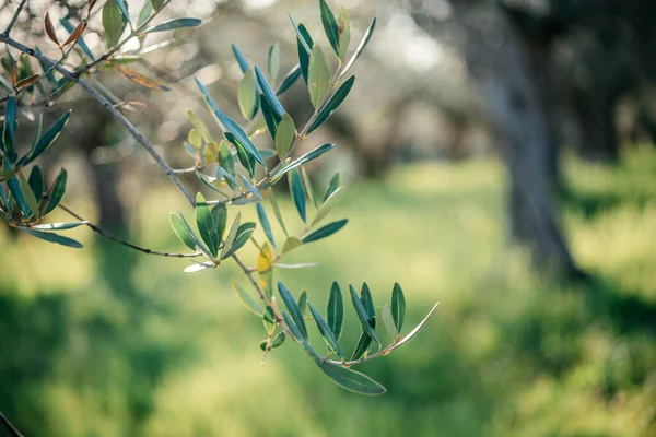 Yeşil yapraklı zeytin dalları, Akdeniz tarım konsepti Stok Resim