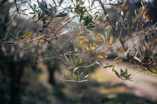 Ramos de oliveiras com folhas verdes, imagem de conceito de agricultura mediterrânica — Fotografia de Stock