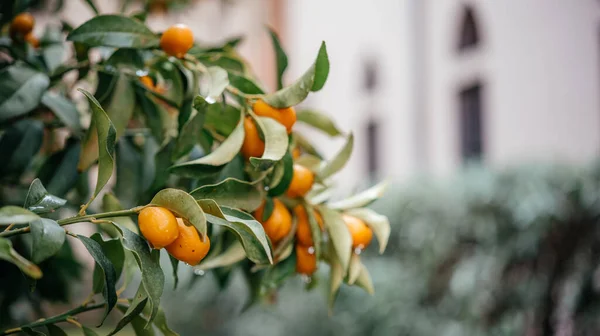 Fortunella margarita Kumquats lub cumquats drzewo z dojrzałych owoców cytrusowych pomarańczowy zbliżyć — Zdjęcie stockowe