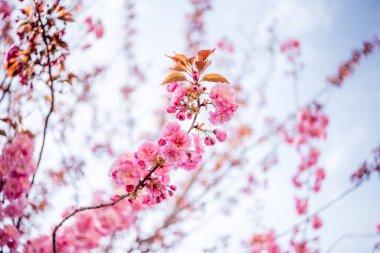 Güzel Japon kirazı ya da sakura baharda çiçek açar.