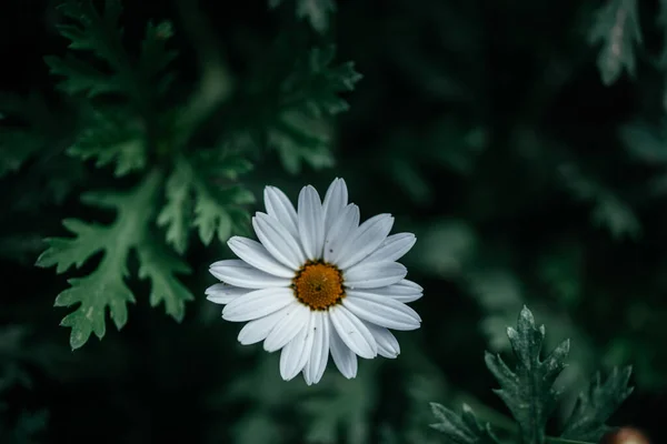 白色菊花，绿叶，夏季自然背景 — 图库照片