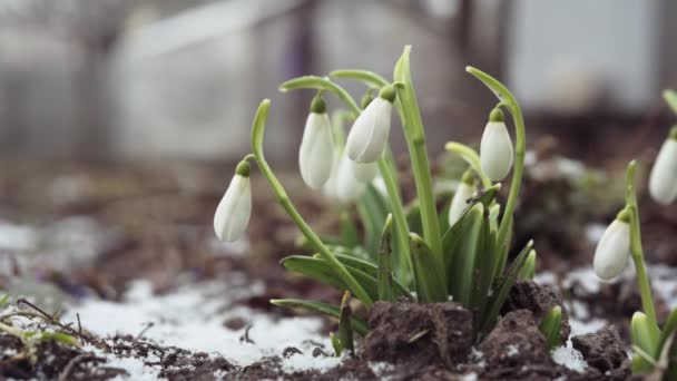 Las primeras flores nevadas de primavera en el jardín de cerca — Vídeo de stock
