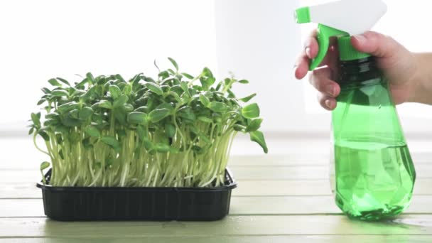 Podlewanie mikrozielonych pędów słonecznika uprawianych w plastikowym pojemniku na parapecie z opryskiwaczem mgły roślinnej — Wideo stockowe